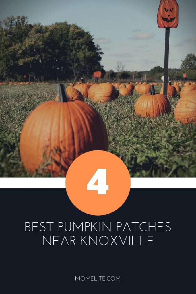 best pumpkin patches near knoxville
