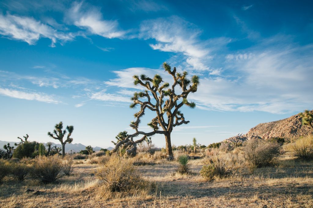 joshua tree