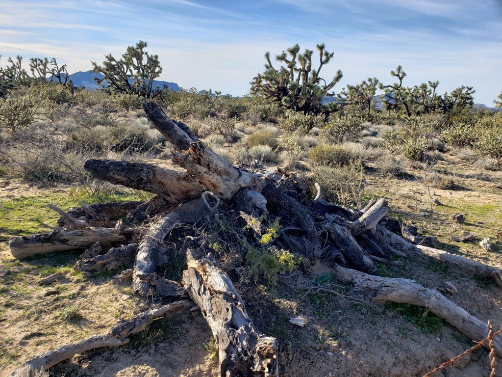 joshua tree arizona