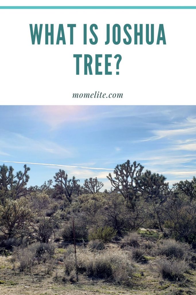 joshua tree national park